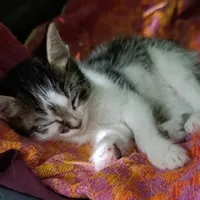 بچه گربه بازیگوش