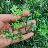 بوته وگلبرگ کریستال جاکلیدی|گل مصنوعی|ایلام, |دیوار