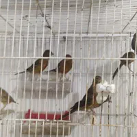 فروش قناری سوخته