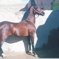 اسب کرد