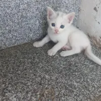 بچه گربه دستی
