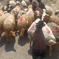 لواسات پردیس رودهن پردیس .گوسفند زنده جوان