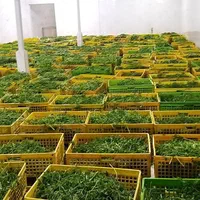سبزی پاک شده و شسته شده (شرکت پخش سبزی باغبان)|خدمات پذیرایی، مراسم|ری, ظهیرآباد|دیوار