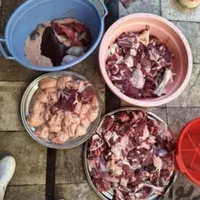 انواع گوسفند‌زنده‌بره نروماده خوش‌پخت|حیوانات مزرعه|قم, باسکول|دیوار