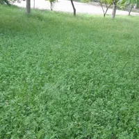 زمین کشاورزی درجواررودخانه روستای سیمیندشت(حصاربن)|فروش زمین و ملک کلنگی|فیروزکوه, |دیوار