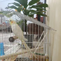 عروس هلندی معاوضه