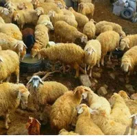دام زنده طبیعت دامداری قائم ییلاقی بدون چربی