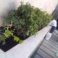 باغبانی و طراحی و اجرا صفر تا صد فضای سبز|خدمات باغبانی و درختکاری|مشهد, هفت تیر (آب و برق)|دیوار