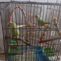 طوطی ملنگو|پرنده|جهرم, |دیوار