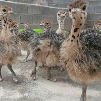 فروش جوجه ، تخم و مولد شترمرغ
