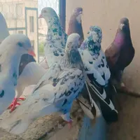 کبوتر ایرانی|پرنده|بندرعباس, |دیوار