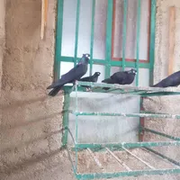 گبوتر صرب درجه یک|پرنده|بندر گناوه, |دیوار