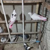 کفتر جوجه گمشده امروز|حیوانات|اسلام‌شهر, |دیوار
