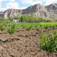 احداث باغ،باغبانی،اجرای سیستم مکانیزه آبیاری، چمن|خدمات باغبانی و درختکاری|کرمانشاه, |دیوار
