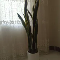 سانسوریا لبه طلایی یک ونیم متری با گلدان سرامیکی|گل و گیاه طبیعی|تهران, سرآسیاب مهرآباد|دیوار
