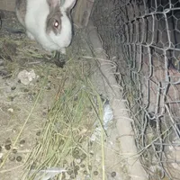 خرگوش