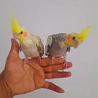 عروس هلندی نر و ماده|پرنده|الیگودرز, |دیوار