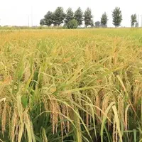 زمین مزرعه شالیزار 2240 متری در کلیمان|فروش زمین و ملک کلنگی|رضوانشهر, |دیوار