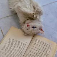 فروش|گربه|مریوان, |دیوار