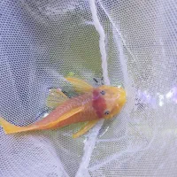 کت پوزه بوته ای نر بالغ|ماهی|تهران, بریانک|دیوار