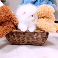 توله سگ پامر . پامرانین خرسی سفید ۳ ماه|سگ|تهران, شهرک غرب|دیوار