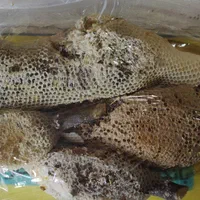 عسل طبیعی|خوردنی و آشامیدنی|بم, |دیوار