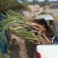 جونگ مضافتی  با بهترین نسل|گل و گیاه طبیعی|بم, |دیوار