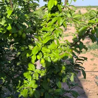 زمین کشاورزی دارای درختان میوه|فروش زمین و ملک کلنگی|اصفهان, آزادگان|دیوار