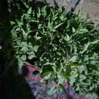 سبزی خوردن از باغ|خوردنی و آشامیدنی|تربت جام, شهرک آزادگان|دیوار