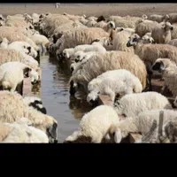 بره ترد تازه گوسفند زنده|حیوانات مزرعه|تهران, سنائی|دیوار
