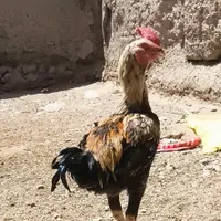 مرغ خروس لاری درجه ۱|حیوانات مزرعه|بیرجند, |دیوار