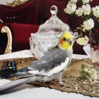 عروس هلندی گمشده(چاچا) چندروزی هستش ک گمشدع
