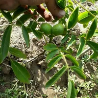 نهال گردو پوست کاغذی|خدمات باغبانی و درختکاری|رشت, آب آسیاب|دیوار