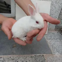 بچه خرگوش ناز خوشگل
