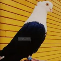 کفتر سلامت کبوتر درمان کبوتر زیبا