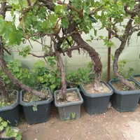 سرویس نهالستان نهال درخت گل گیاه آپارتمانی خانگی|خدمات باغبانی و درختکاری|تهران, زعفرانیه|دیوار