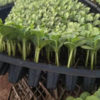 نشا گوجه و هندوانه***|خدمات باغبانی و درختکاری|شیراز, احمدآباد|دیوار