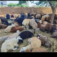 فروش گوسفند زنده بره نذری.عقیقه و...شبانه روزی|حیوانات مزرعه|اصفهان, لاله|دیوار