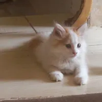 بچه گربه خانگی