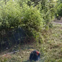 خدمات علف تراشی و قطع چوب و حرص درخت|خدمات باغبانی و درختکاری|قائمشهر, |دیوار