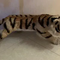 ببر بزرگ خارجی
