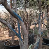 درخت درختچه جعبه‌ای گلدانی باکس باکسی در با گلدان|گل و گیاه طبیعی|تهران, باغ خزانه|دیوار