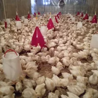 جوجه بوقلمون بیوتی 6|حیوانات مزرعه|همدان, |دیوار