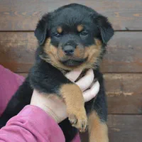 روت پوزه دلقکی با درجه کیفیت بالا،سگ Rottweiler|سگ|تهران, ایوانک|دیوار