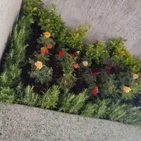 فروش گل و گیاه خدمات باغچه کاری باغبانی|خدمات باغبانی و درختکاری|تهران, یوسف‌آباد|دیوار