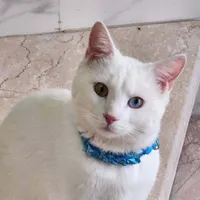 گربه خانگی گم شده
