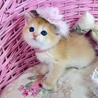 بچه گربه های اصیل