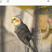 عروس هلندی گم کردم لطفا هر کسی پیدا کرد خبرم کنه