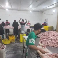 فروش عمده مرغ و قطعات سمین قیمت رقابتی|عمده‌فروشی|تهران, شمیران‌نو|دیوار