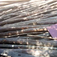 خریدار چوب خرید چوب تیرچوبی کاج درمحل